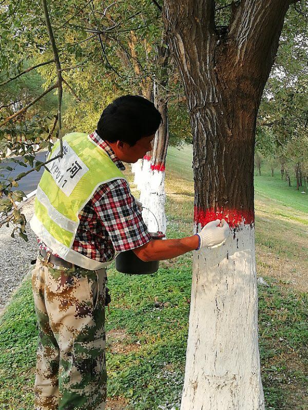 1728382428849.jpg 树木刷漆照片1.jpg